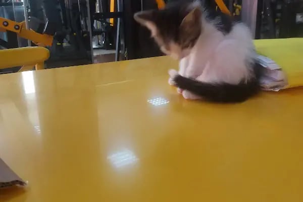 Fitness Club Serdivan - Resim 9