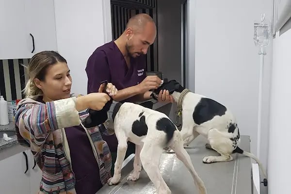 WellVet Veteriner Sağlık Merkezi - Resim 13