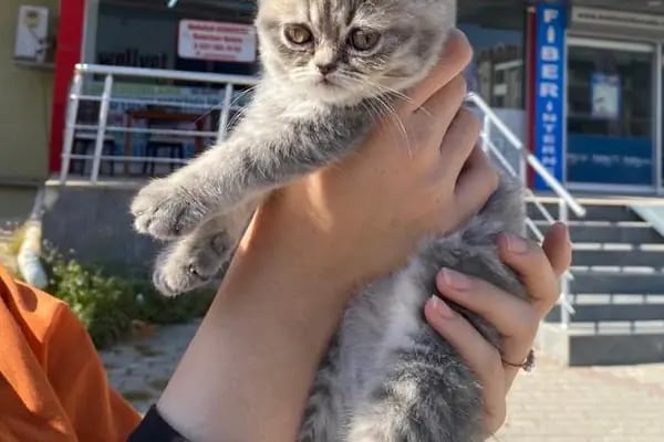 WellVet Veteriner Sağlık Merkezi - Resim 16