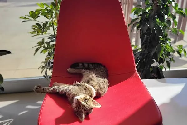 WellVet Veteriner Sağlık Merkezi - Resim 2