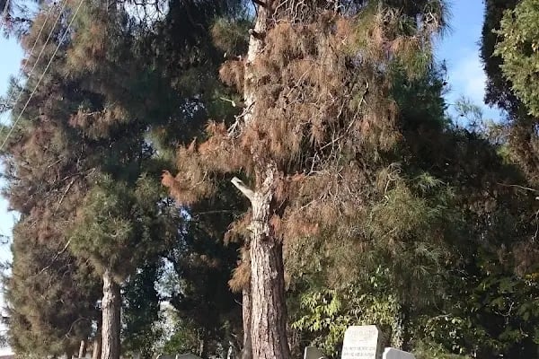 Bağçeşme Mezarlığı - Resim 17