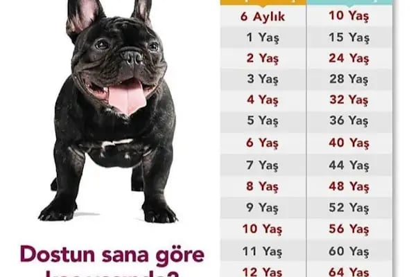 Pet Guard Veterinary - Resim 19