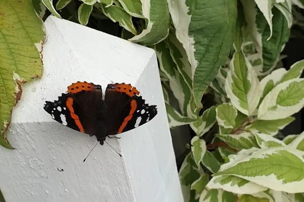 Ceyhan Liza Fotoğrafçılık - Resim 10