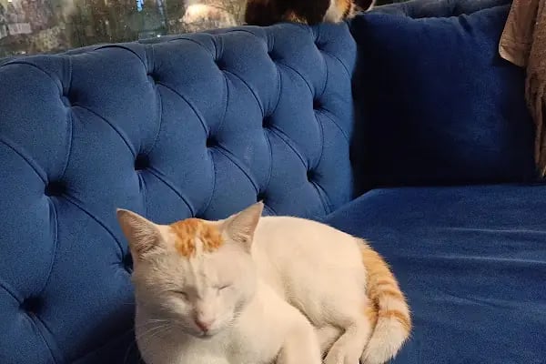 Bahçeşehir Vetlounge Veteriner Kliniği - Resim 11