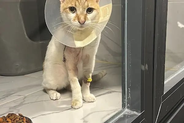 Bahçeşehir Vetlounge Veteriner Kliniği - Resim 2