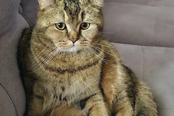 Bahçeşehir Vetlounge Veteriner Kliniği - Resim 9