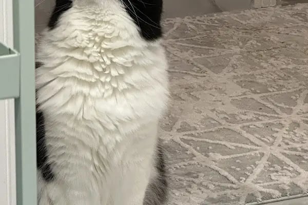 Bahçeşehir Vetlounge Veteriner Kliniği - Resim 19