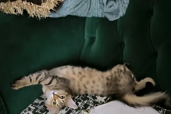 Bahçeşehir Vetlounge Veteriner Kliniği - Resim 15