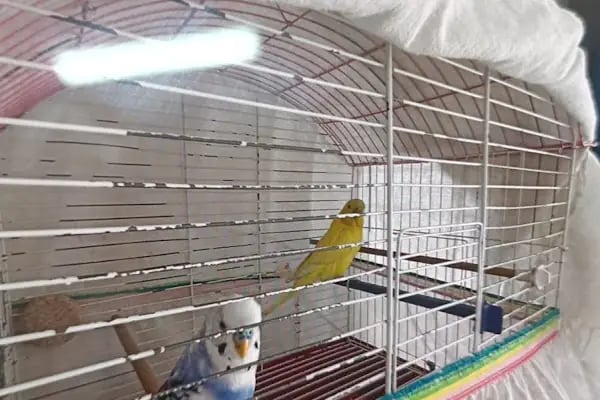 SARIBAŞ PETSHOP - Resim 18
