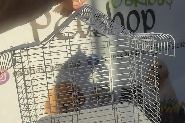 SARIBAŞ PETSHOP - Resim 12