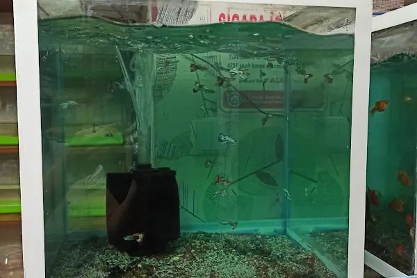 Buse Kuş ve Balık Petshop - Resim 7