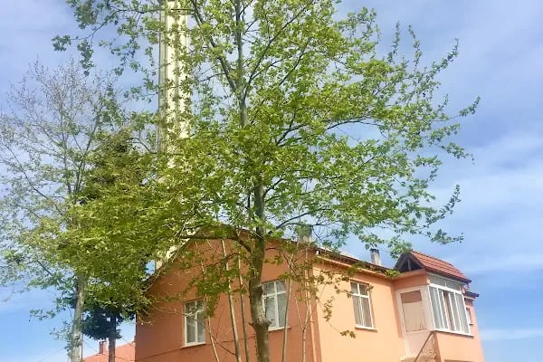19 Mayıs Fatih Sultan Mehmet Cami - Resim 9