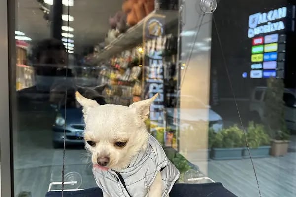 Pet Club Petshop - Resim 2