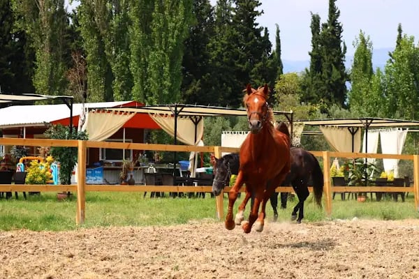 Gemiç At Çiftliği - Resim 18