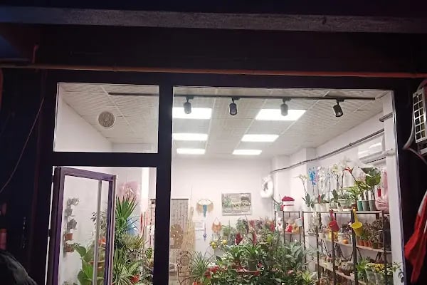 Ametist Çiçek Evi - Resim 17
