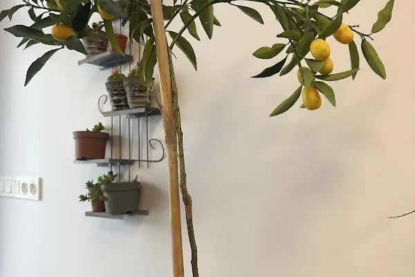 Ametist Çiçek Evi - Resim 11
