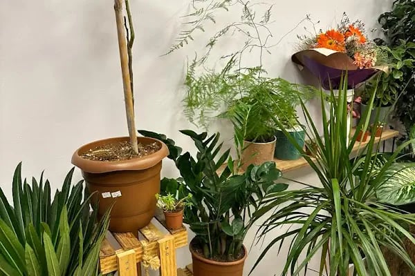 Ametist Çiçek Evi - Resim 18