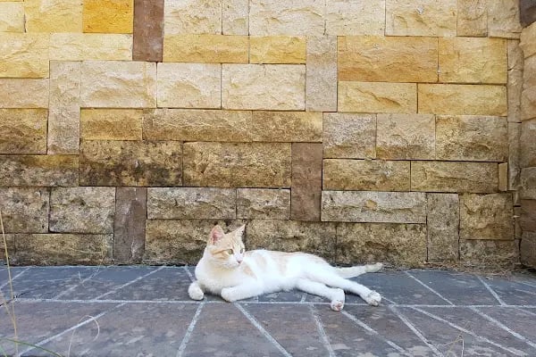 Pendosis Tatil Köyü - Resim 7