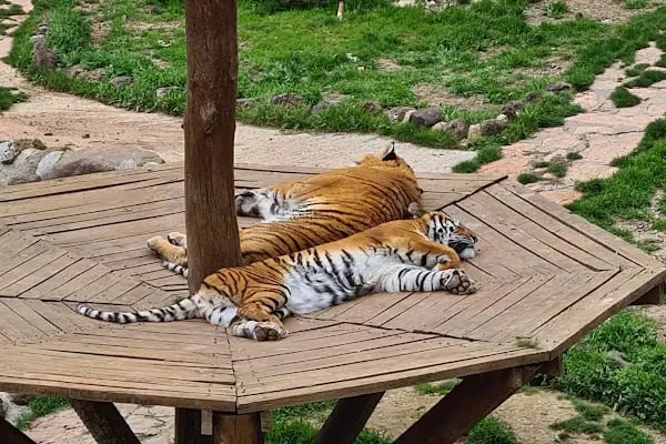 Hayvanat Bahçesi Safari Park - Resim 12