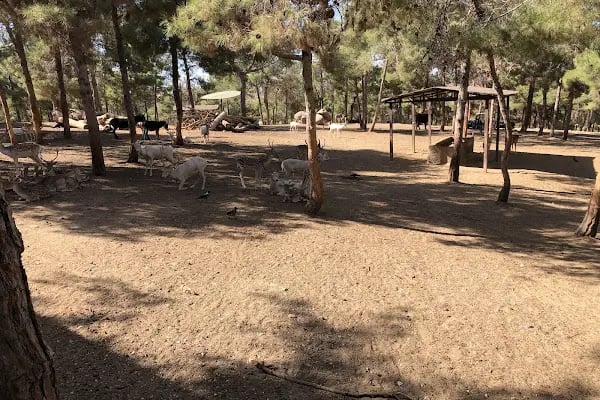Hayvanat Bahçesi Safari Park - Resim 2