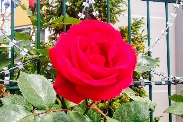 Gardenya-3 Sitesi - Resim 16