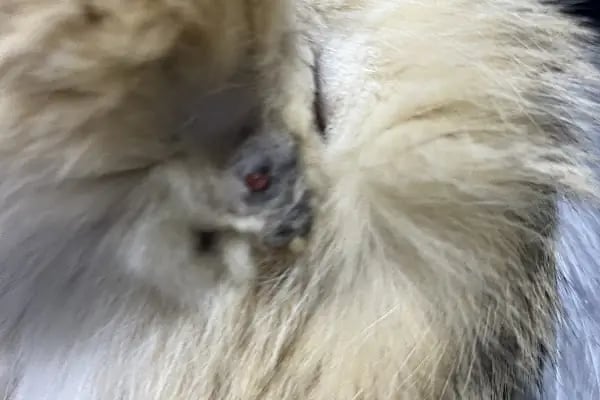 Talhavet Veteriner Kliniği - Resim 8