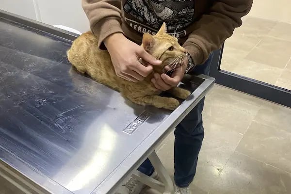 Talhavet Veteriner Kliniği - Resim 7