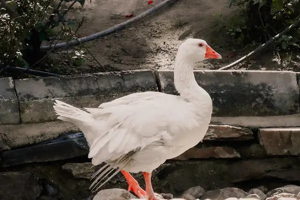 Adalet Parkı - Resim 8