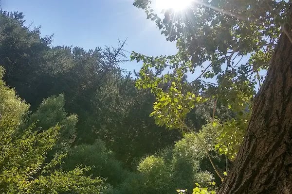 Akşehir Kent Ormanı - Resim 7