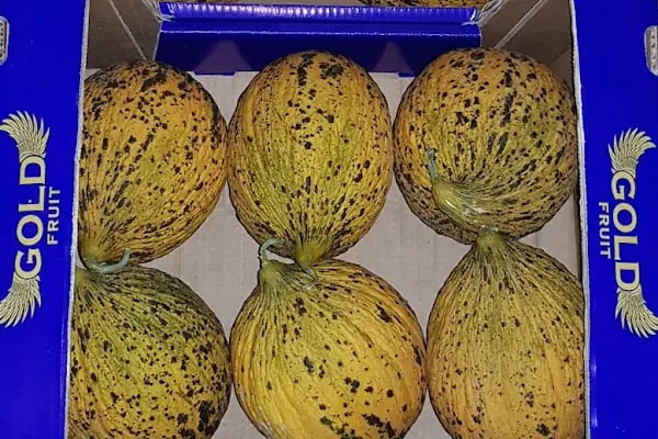 GoldFruit Tarım Sebze Meyve İth. İhr. Ltd. Şti - Resim 15
