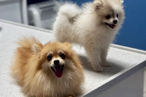 Akhisar Anka Veteriner Kliniği - Pet Kuaför - Resim 3