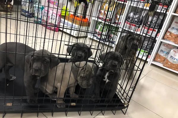 Akhisar Anka Veteriner Kliniği - Pet Kuaför - Resim 14