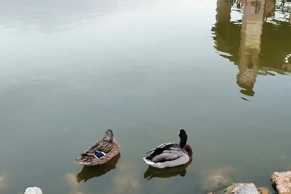 Buca Yedigöller Parkı - Resim 18