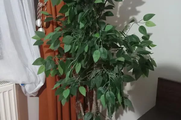 Sefaköy Çiçekçi &amp; İzden Flowers - Resim 13