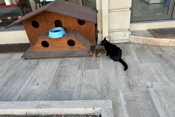 MİLA VETERİNER KLİNİĞİ - Resim 11