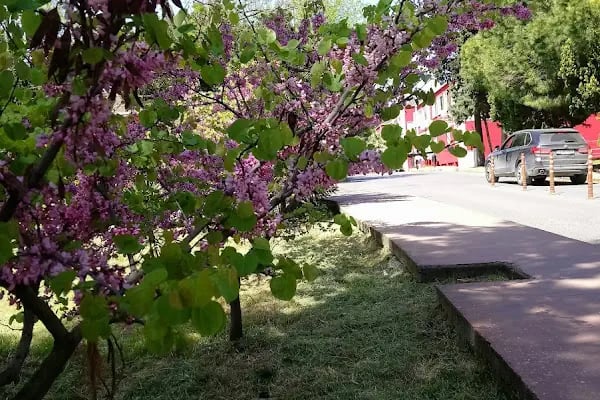 Bakırköy Prof. Dr. Mazhar Osman Ruh ve Sinir Hastalıkları Hastanesi Müzesi - Resim 17
