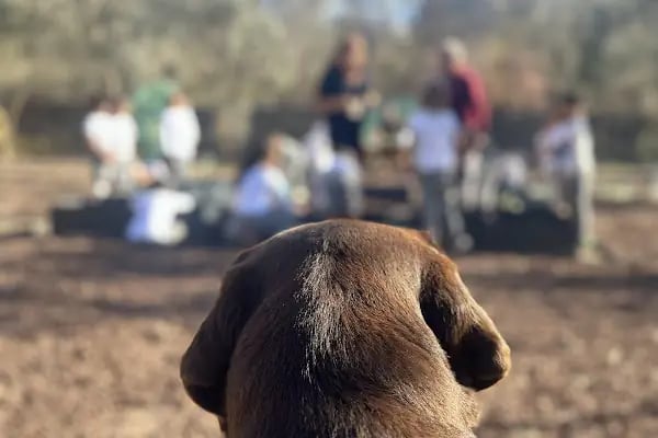 Zeytin Ağacı Okulu| Bodrum - Resim 4