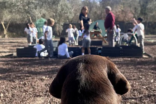 Zeytin Ağacı Okulu| Bodrum - Resim 18