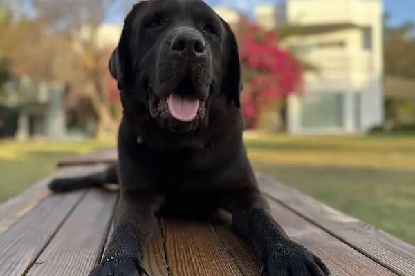 Zeytin Ağacı Okulu| Bodrum - Resim 16