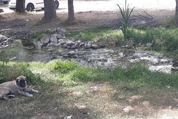İlhan Deresi Piknik Alanı - Resim 6