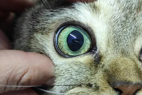 Redocat Veteriner Kliniği - Resim 10