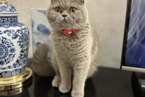 Redocat Veteriner Kliniği - Resim 13