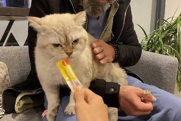 Fee Veteriner Cerrahi Kliniği Özlüce Bursa - Resim 14