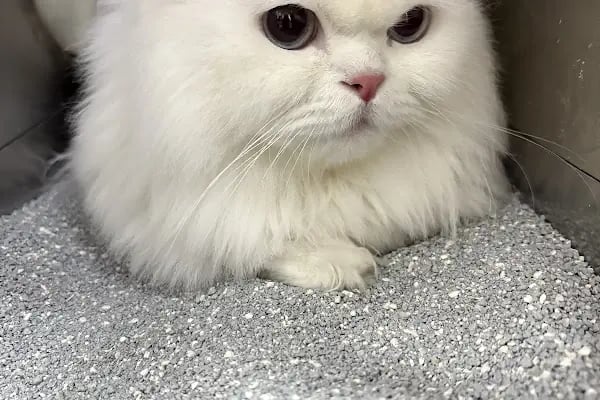 Fee Veteriner Cerrahi Kliniği Özlüce Bursa - Resim 7