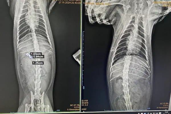 Fee Veteriner Cerrahi Kliniği Özlüce Bursa - Resim 3