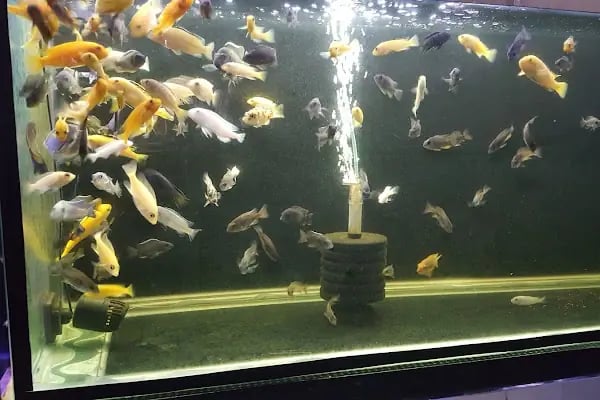 AH-ZOO PETSHOP AKVARYUM - Resim 15
