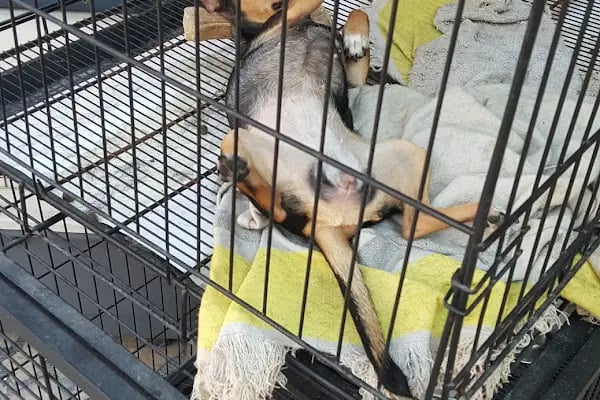 AH-ZOO PETSHOP AKVARYUM - Resim 7