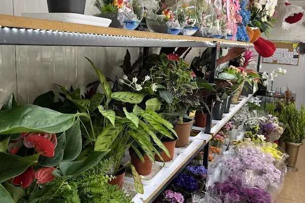 MALATYA PARADOKS ÇİÇEK - Resim 13