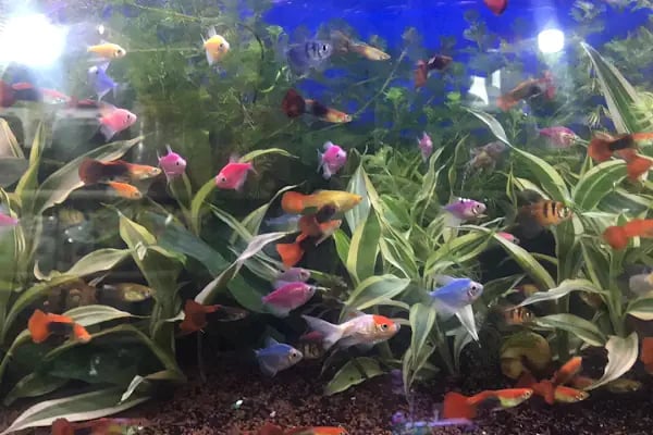 Ece Akvaryum Pet Shop - Resim 10