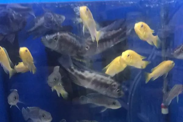 Ece Akvaryum Pet Shop - Resim 8